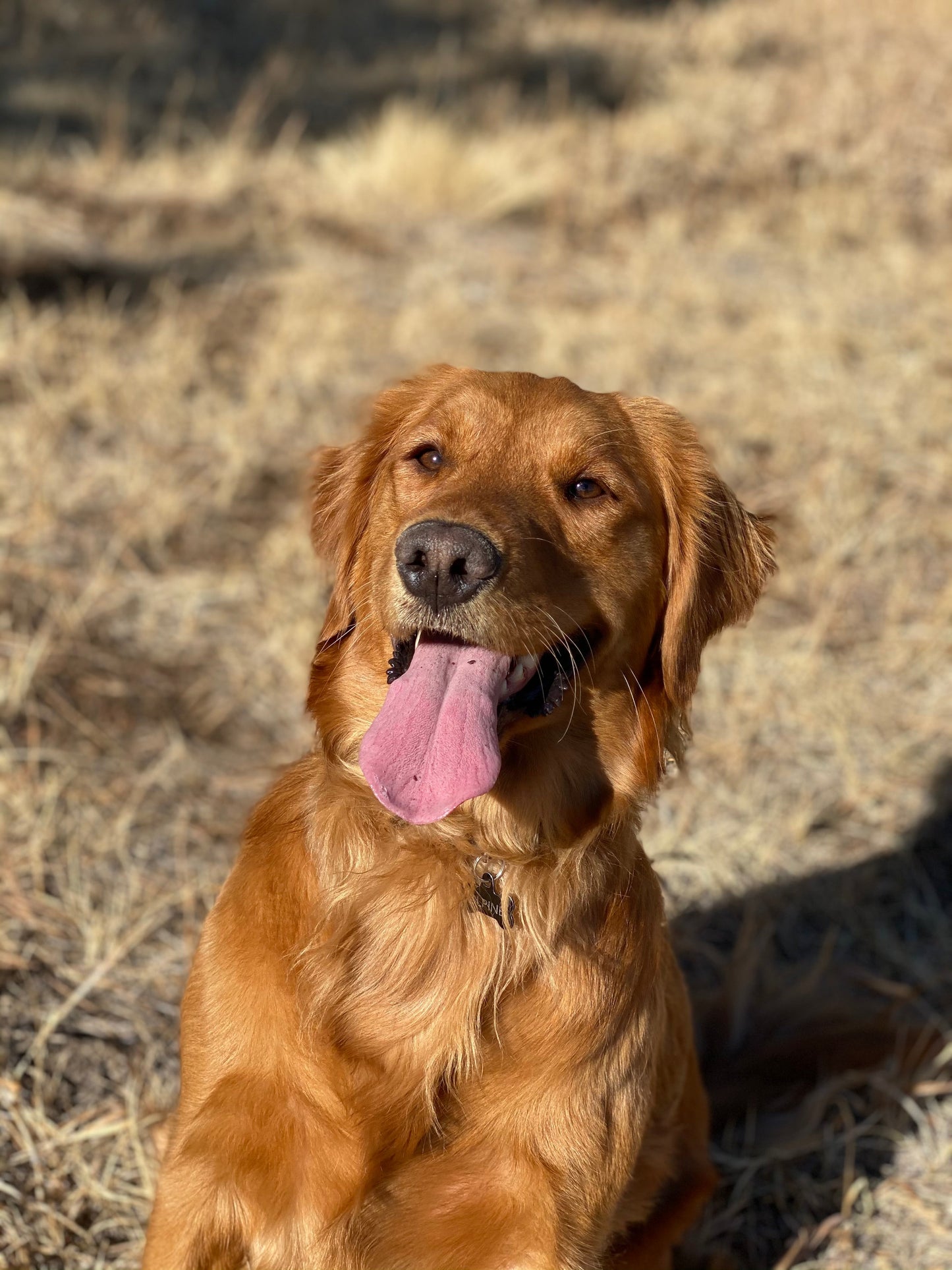 Treat money for the studio pups?